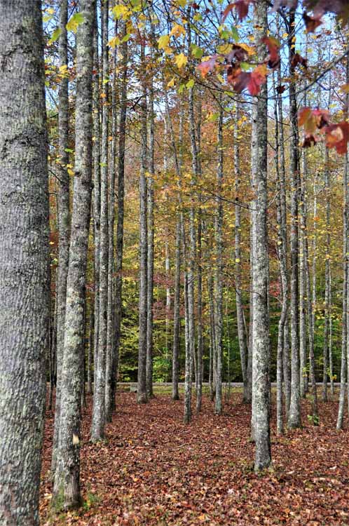 trees